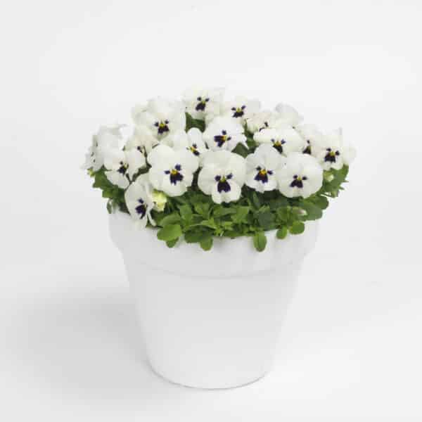 Viola cornuta F1 Sorbet® XP White Blotch - Image 2