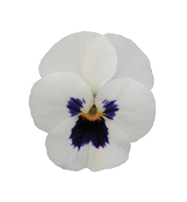 Viola cornuta F1 Sorbet® XP White Blotch