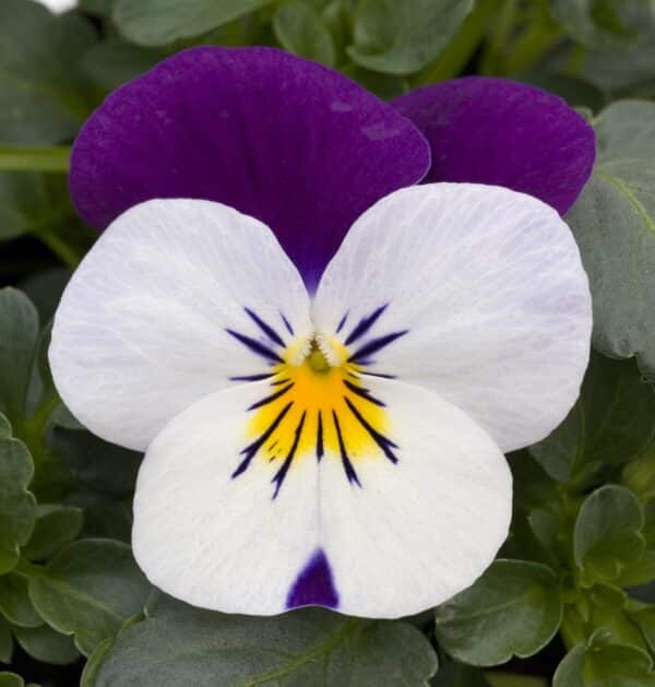 Viola cornuta F1 Sorbet® XP White Jump Up - Image 2