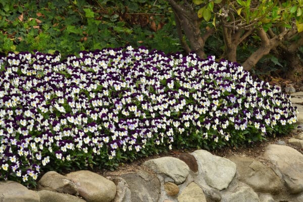 Viola cornuta F1 Sorbet® XP White Jump Up - Image 3