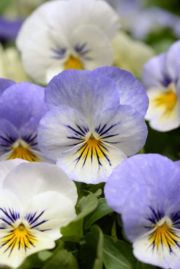 Viola cornuta F1 Sorbet® XP YTT - Image 3