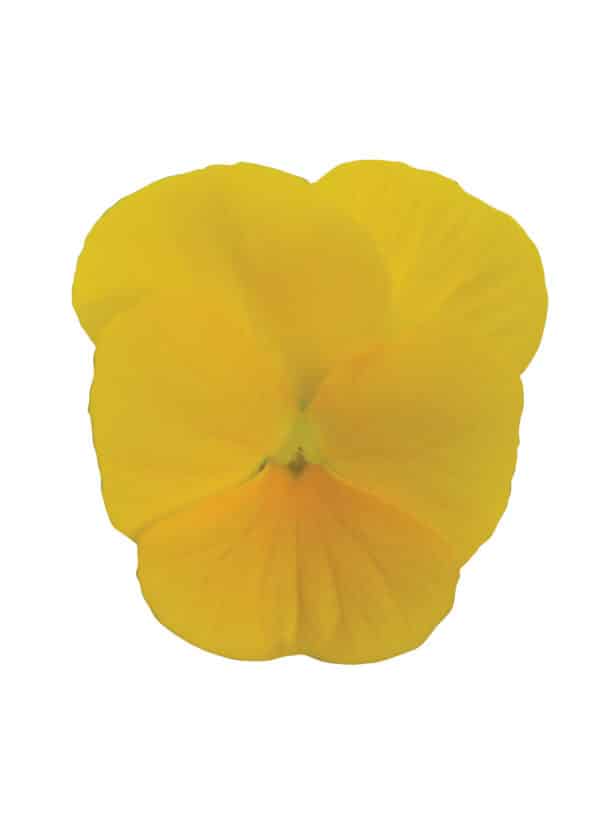 Viola cornuta F1 Sorbet® XP Yellow