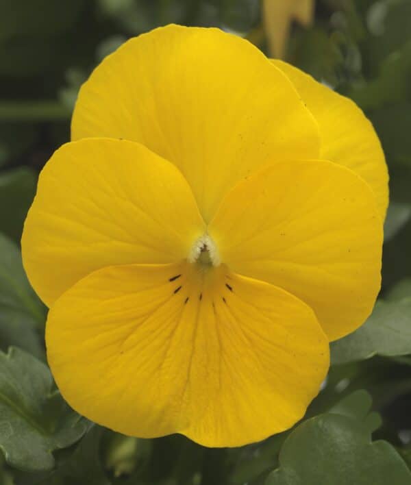 Viola cornuta F1 Sorbet® XP Yellow - Image 2