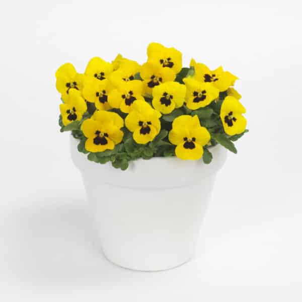 Viola cornuta F1 Sorbet® XP Yellow Blotch - Image 2