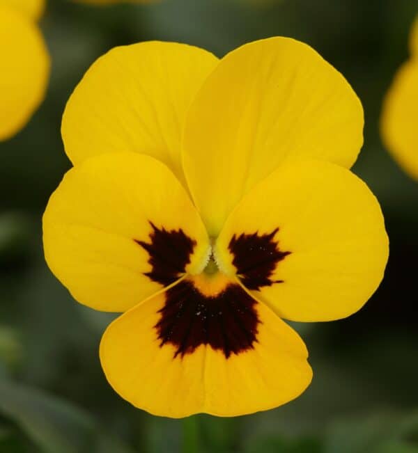 Viola cornuta F1 Sorbet® XP Yellow Blotch