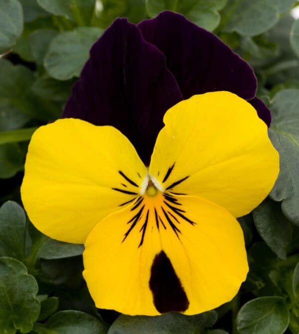 Viola cornuta F1 Sorbet® XP Yellow Jump Up