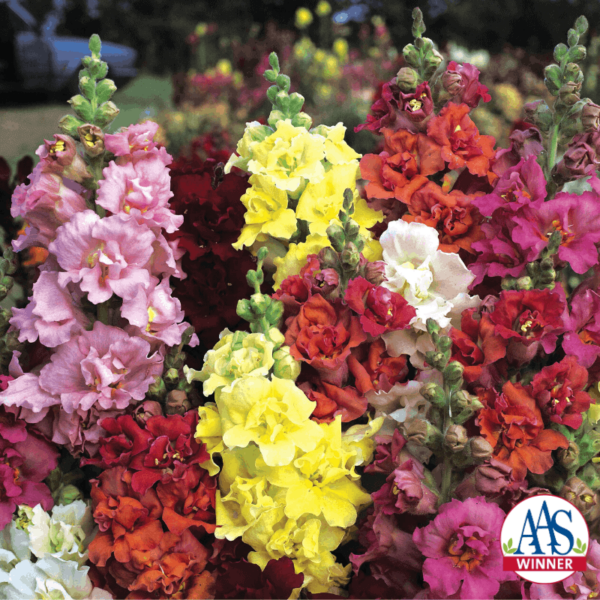 Antirrhinum majus Madame Butterfly - Image 2