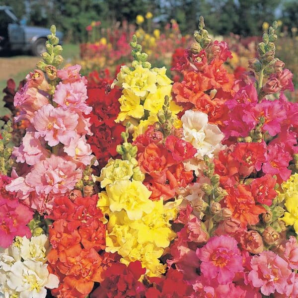 Antirrhinum majus Madame Butterfly