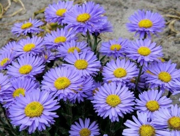 Aster alpinus Goliath 1 A