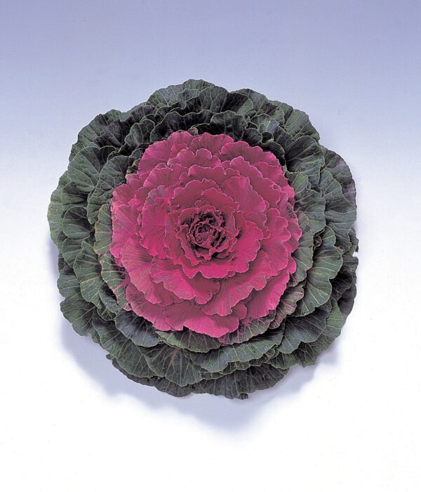 Brassica oleracea F1 Pigeon Red