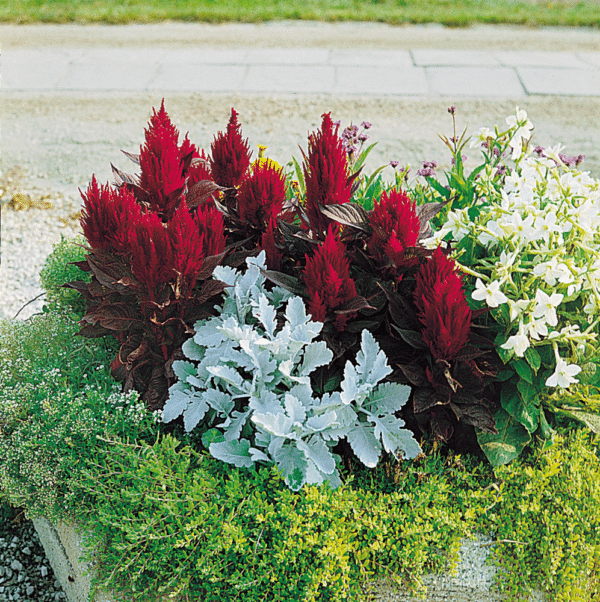 Celosia plumosa New Look - Image 4