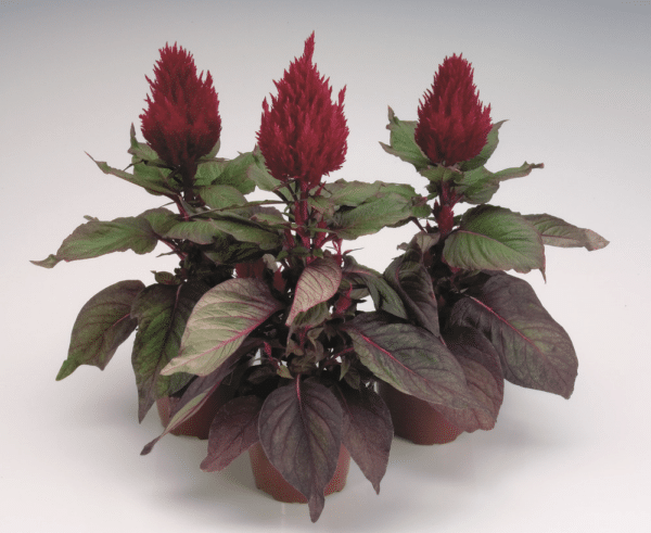 Celosia plumosa New Look - Image 2