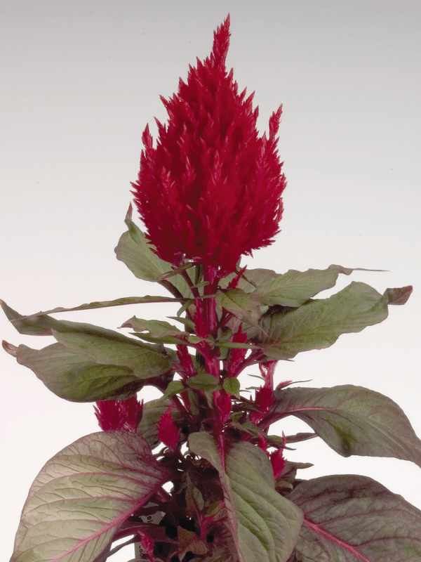 Celosia plumosa New Look - Image 3