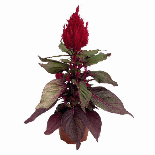 Celosia plumosa New Look