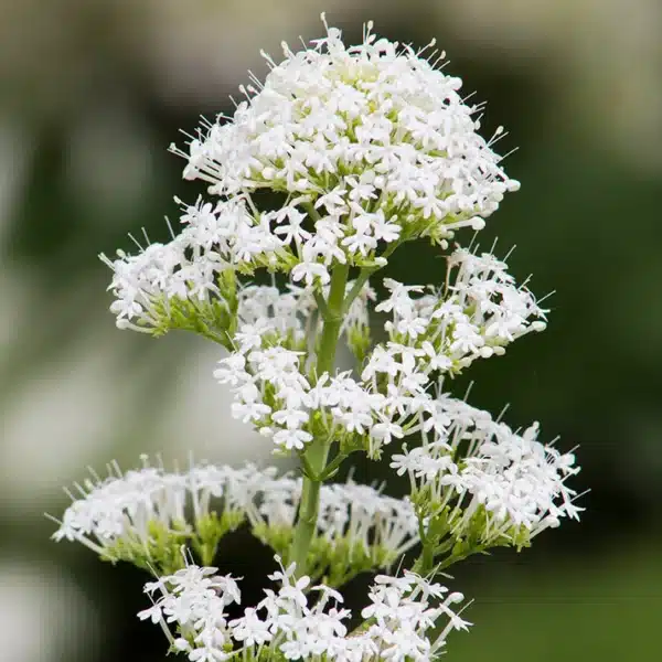 Centranthus ruber Albus 1