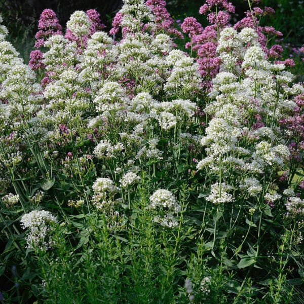 Centranthus ruber Albus 2