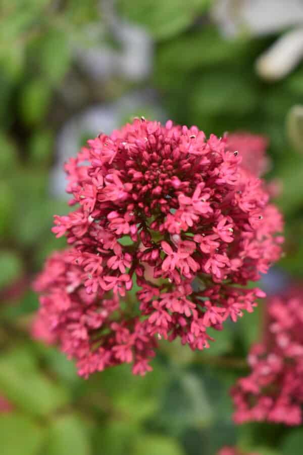 Centranthus ruber Pretty Betsy 1