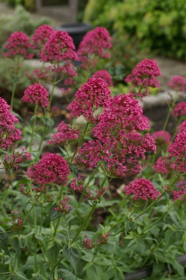 Centranthus ruber Pretty Betsy