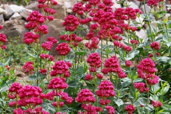 Centranthus ruber Red 1