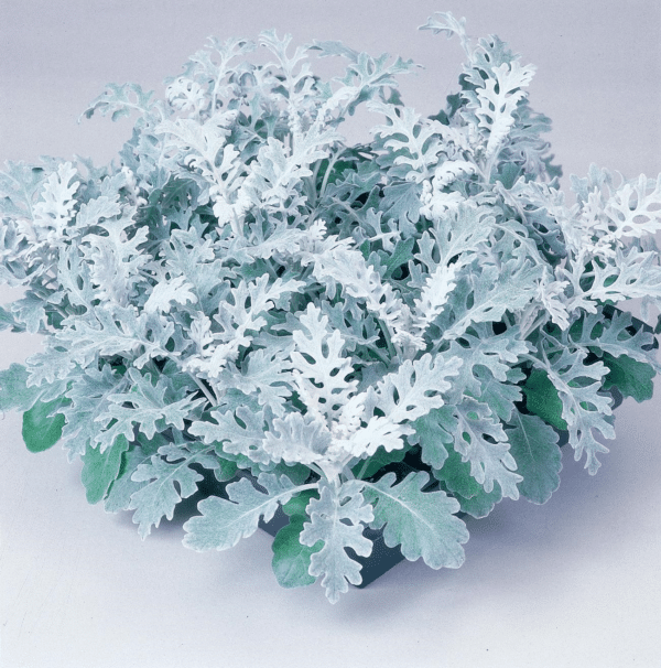 Cineraria (Senecio) maritima Silverdust - Image 2