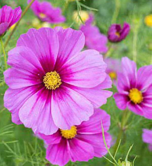 Cosmos bipinnatus Sensation Radiance 1 A