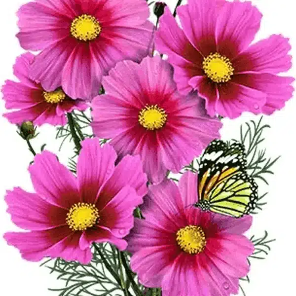 Cosmos bipinnatus Sensation Radiance