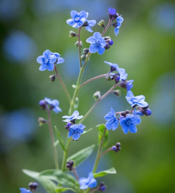 Cynoglossum amabile Firmament