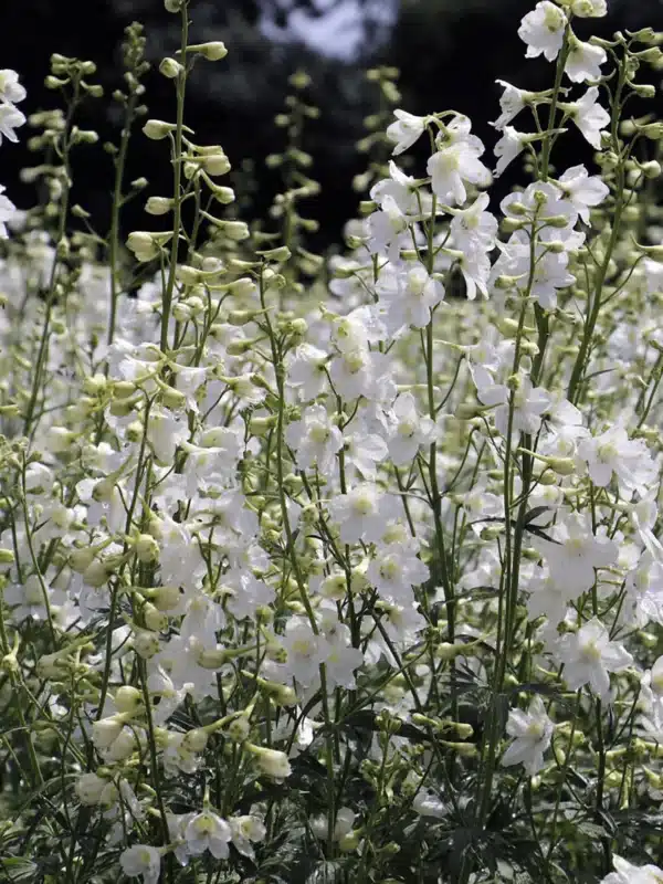 Delphinium cultorum Belladonna Casablanca 3