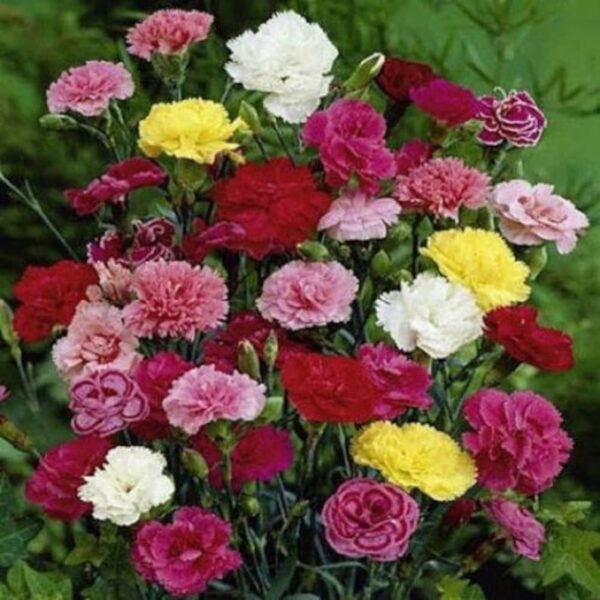 Dianthus caryophyllus Triumph Mixed 2