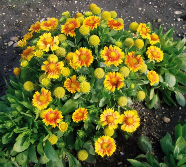 Gaillardia x grandiflora Arizona Apricot - Image 4