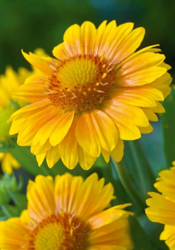 Gaillardia x grandiflora Arizona Apricot - Image 2