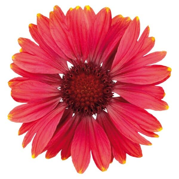 Gaillardia x grandiflora Arizona Red Shades - Image 3