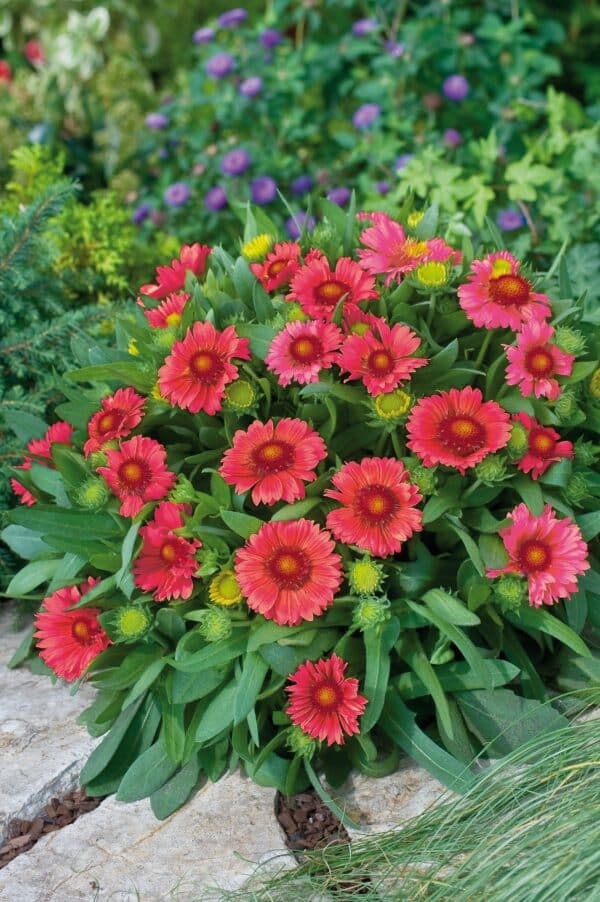 Gaillardia x grandiflora Arizona Red Shades - Image 2