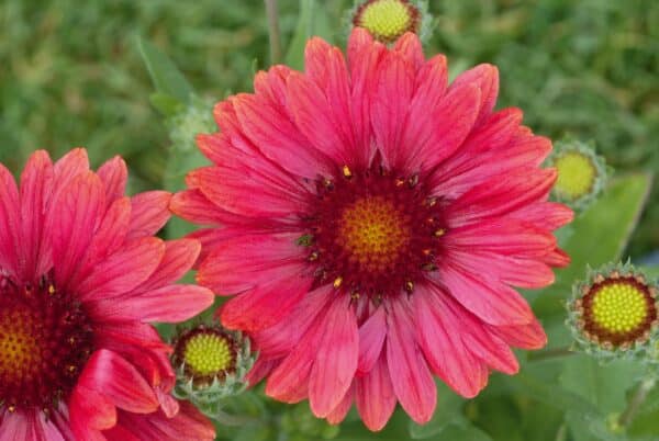 Gaillardia x grandiflora Arizona Red Shades - Image 4