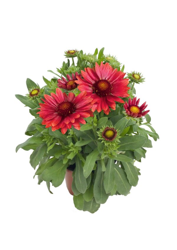 Gaillardia x grandiflora Arizona Red Shades