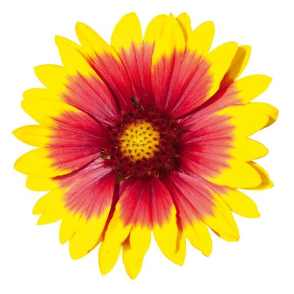 Gaillardia x grandiflora Arizona Sun - Image 3