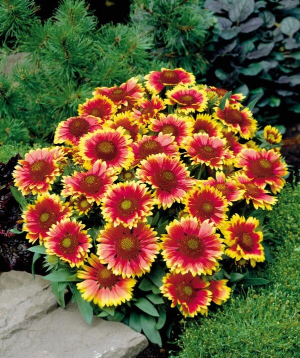 Gaillardia x grandiflora Arizona Sun - Image 2