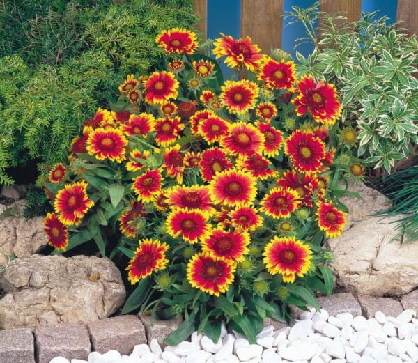 Gaillardia x grandiflora Arizona Sun - Image 4