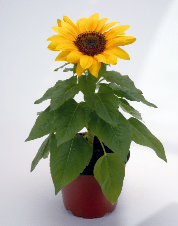 Helianthus annuus (Sunflower) F1 Bert