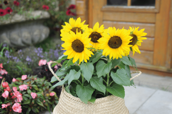 Helianthus annuus (Sunflower) F1 Bert - Image 3