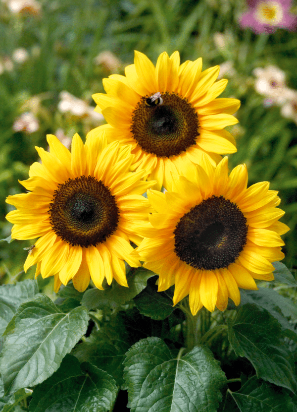 Helianthus annuus (Sunflower) F1 Bert - Image 4