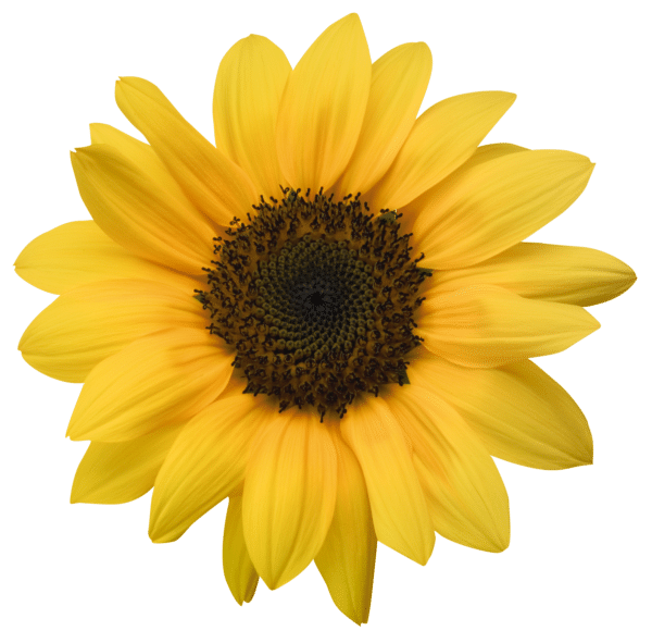 Helianthus annuus (Sunflower) F1 Bert - Image 2