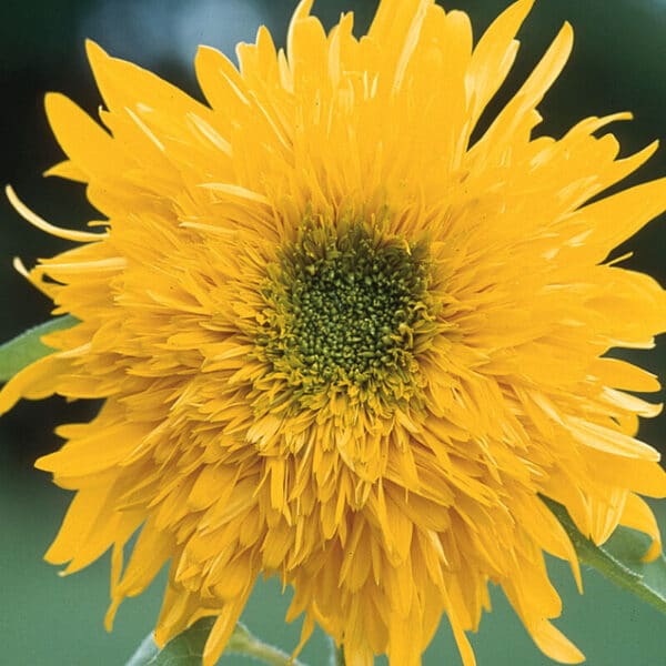 Helianthus annuus Double Quick 1