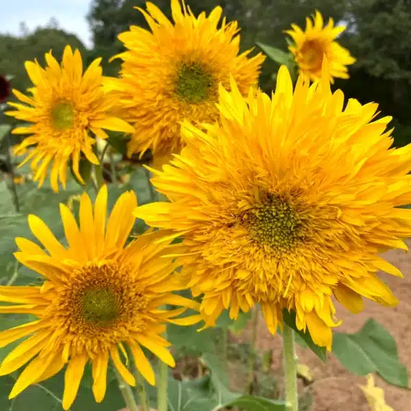 Helianthus annuus Double Quick