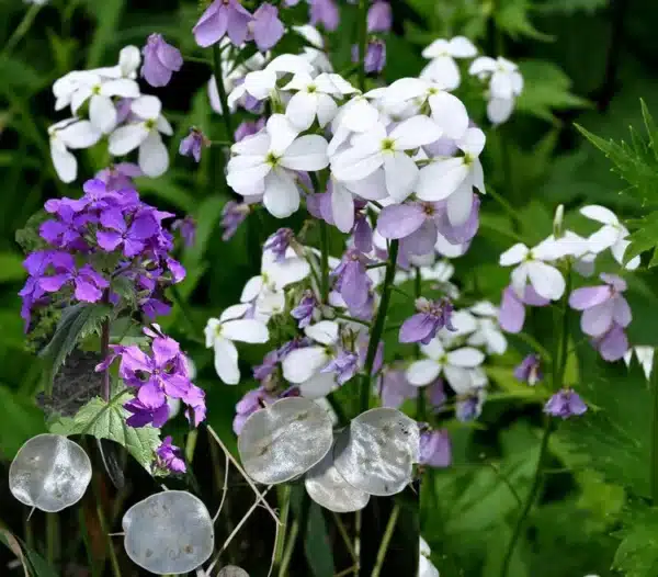 Lunaria biennis mix 1