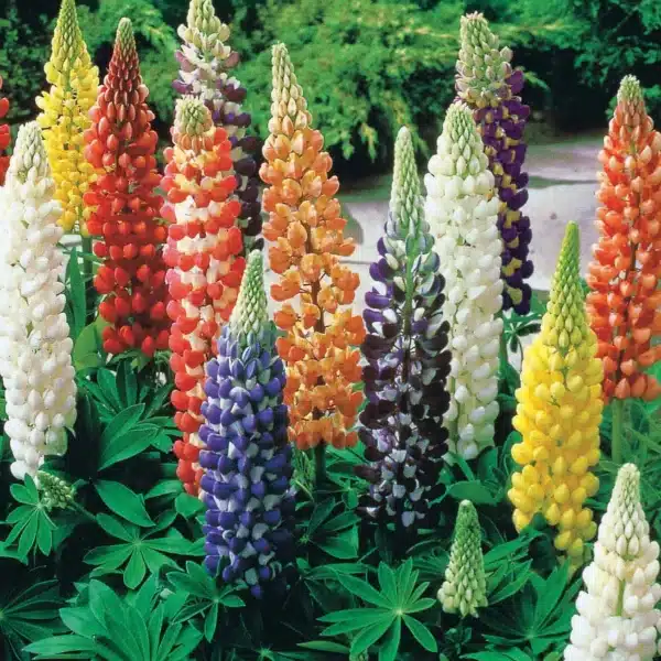 Lupinus polyphyllus Russel Hybr. Mix 1