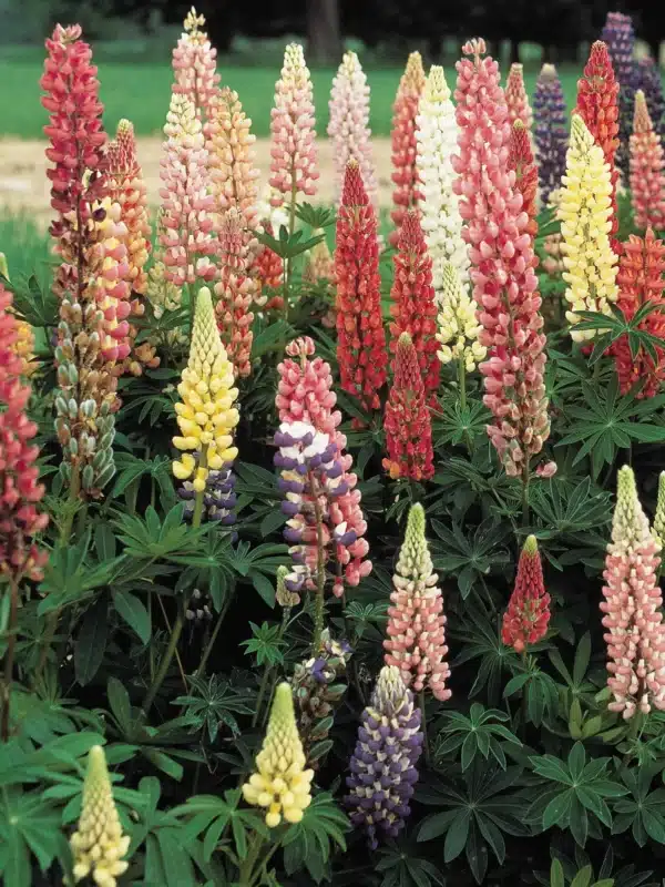 Lupinus polyphyllus Russel Hybr.