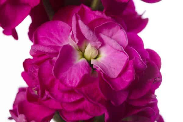 Matthiola incana StoX Deep Rose 1