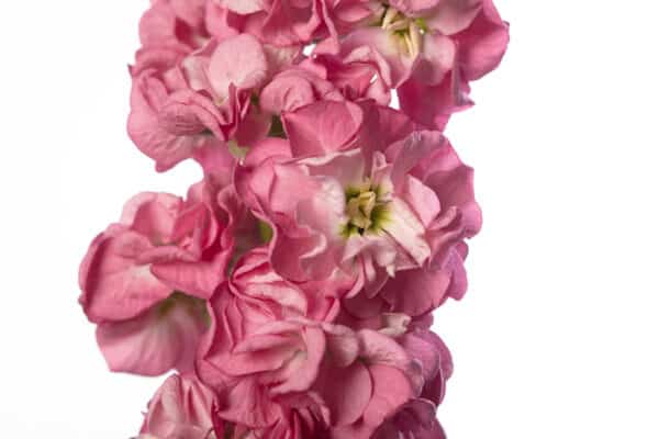 Matthiola incana StoX Rose Pink 1