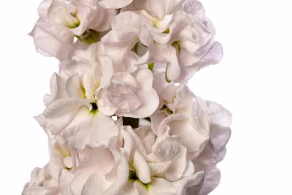 Matthiola incana StoX Silver 1